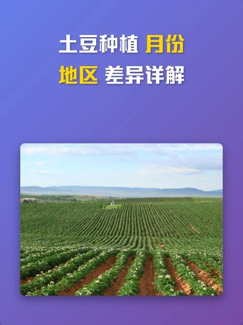 3月种土豆几月成熟-三月份种土豆何时熟