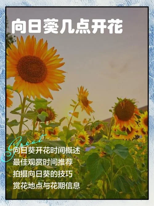 明日黄花出处什么意思_1