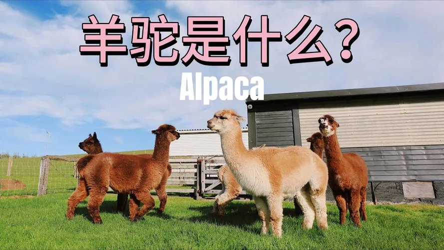 羊驼另一个名字叫什么_2