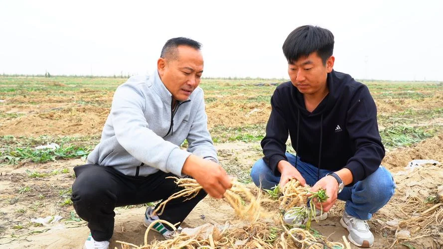 板蓝根一亩地投入多少_1