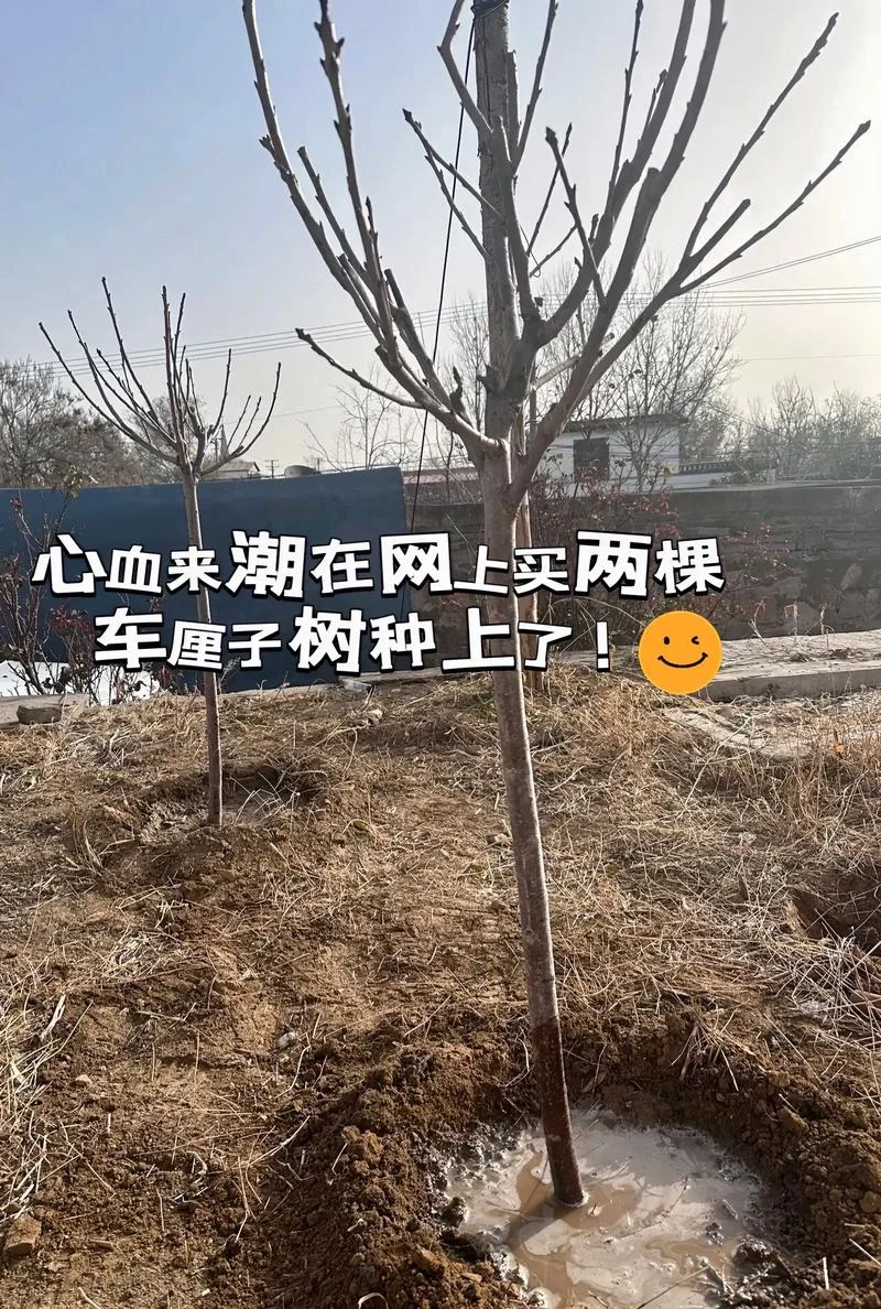 黑珍珠樱桃种植条件_1