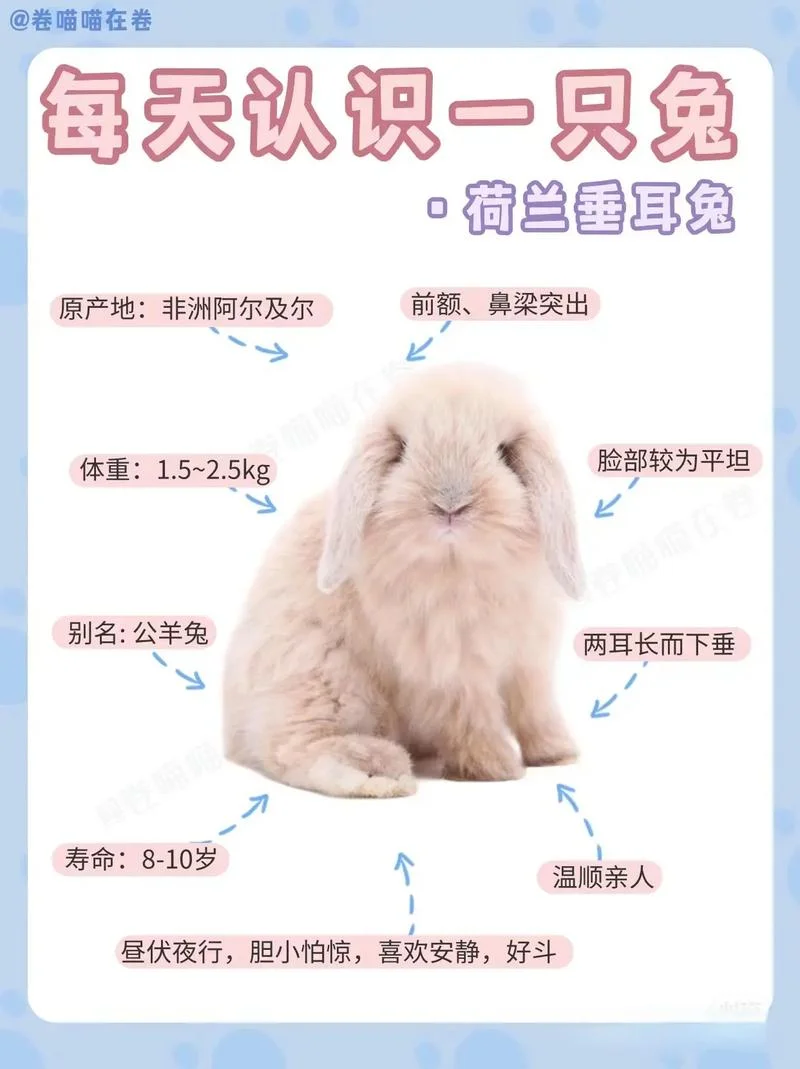 兔子是哪年-2023 年兔