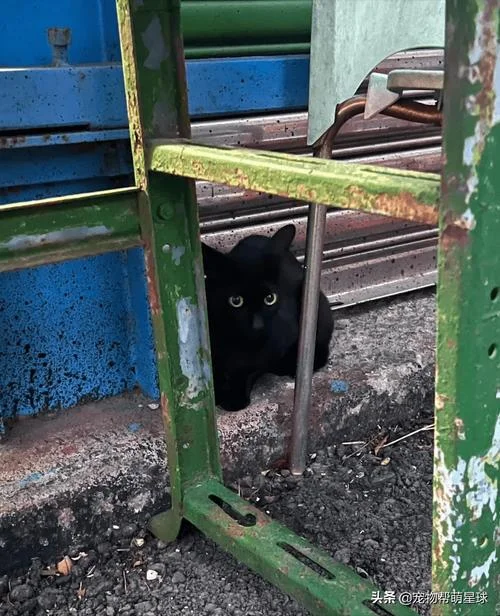备孕女人梦见黑猫_1