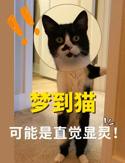 梦见小狗小猫是什么意思-梦到猫狗有何寓意
