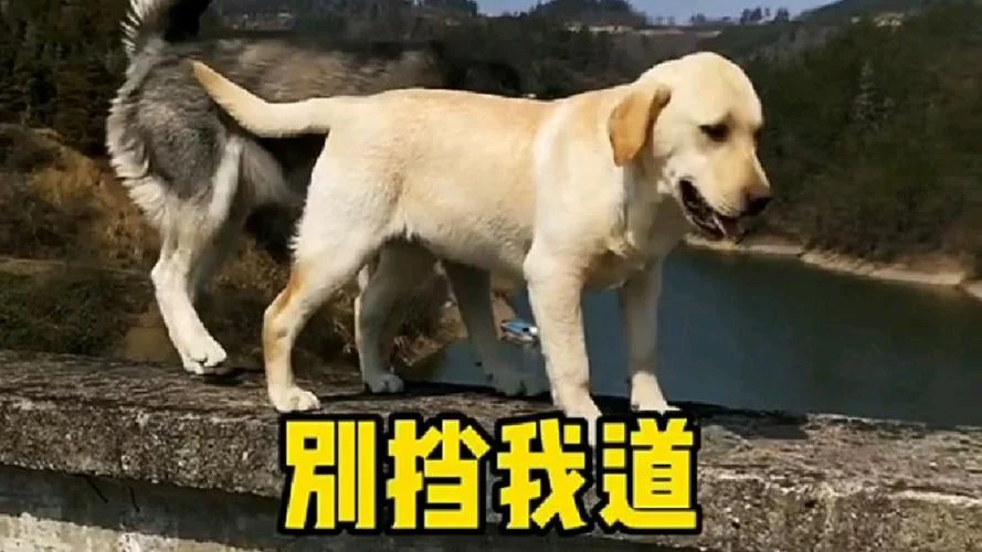 梦见狗挡道_1