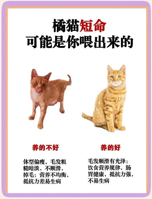 猫斗告诉我们什么道理_1