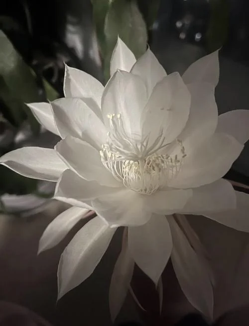 从昙花中悟出的道理_1