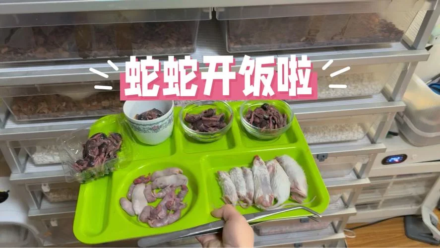 做梦梦到喂养蛇-梦喂蛇