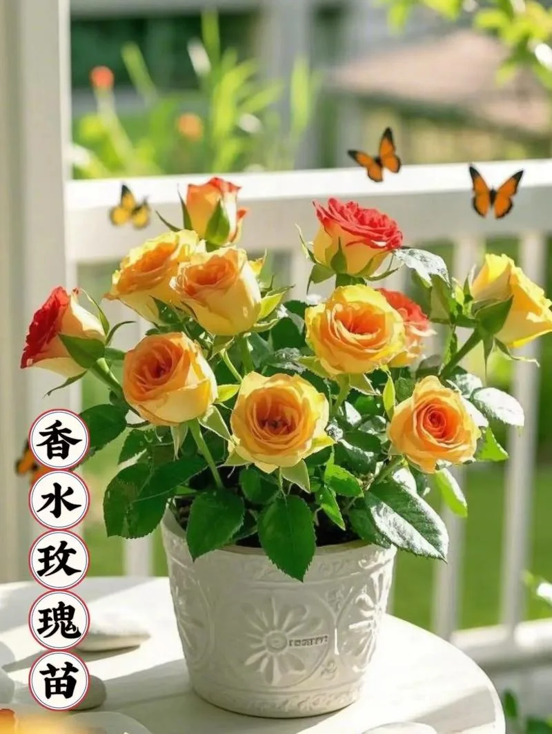 芳香馥郁下一句_1