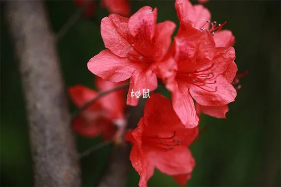 孕妇梦见花预示着什么_1
