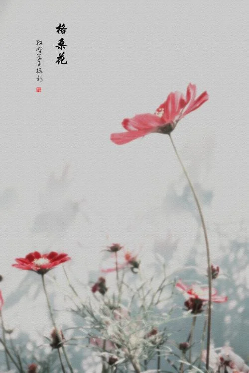 梦见格桑花开-格桑花开入梦来