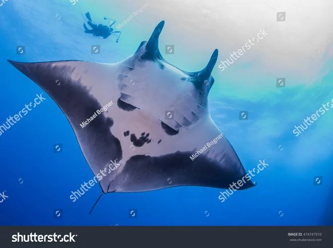 manta ray 中文叫什么_2