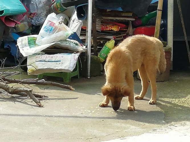 梦见捡狗回家_2