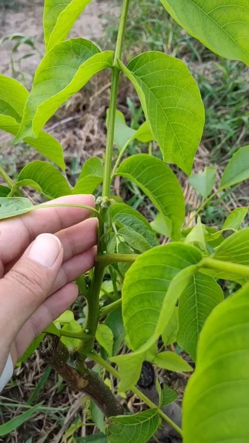 黑桃树苗一亩多少棵_1
