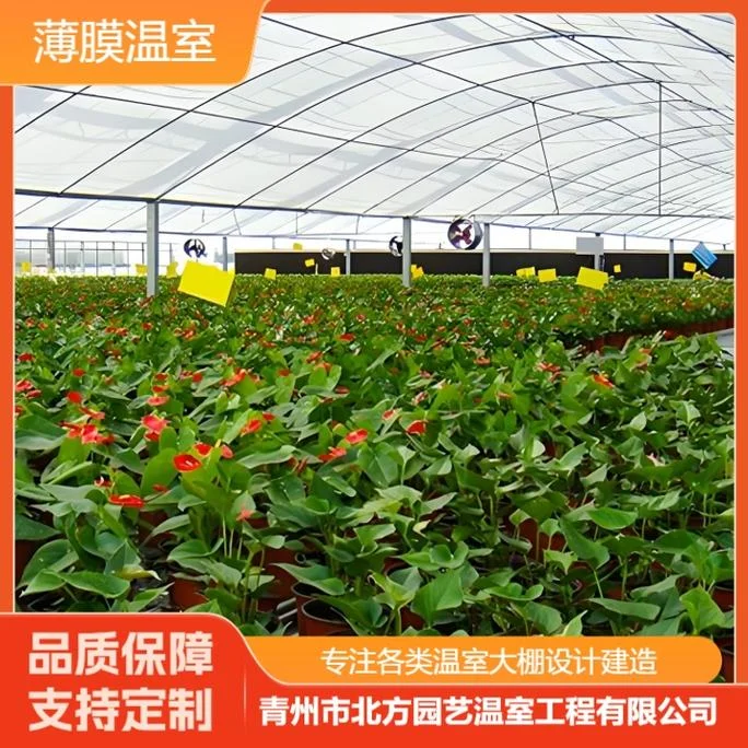 连栋大棚多少费用一平方_2