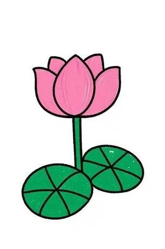 荷花花苞怎么画_2