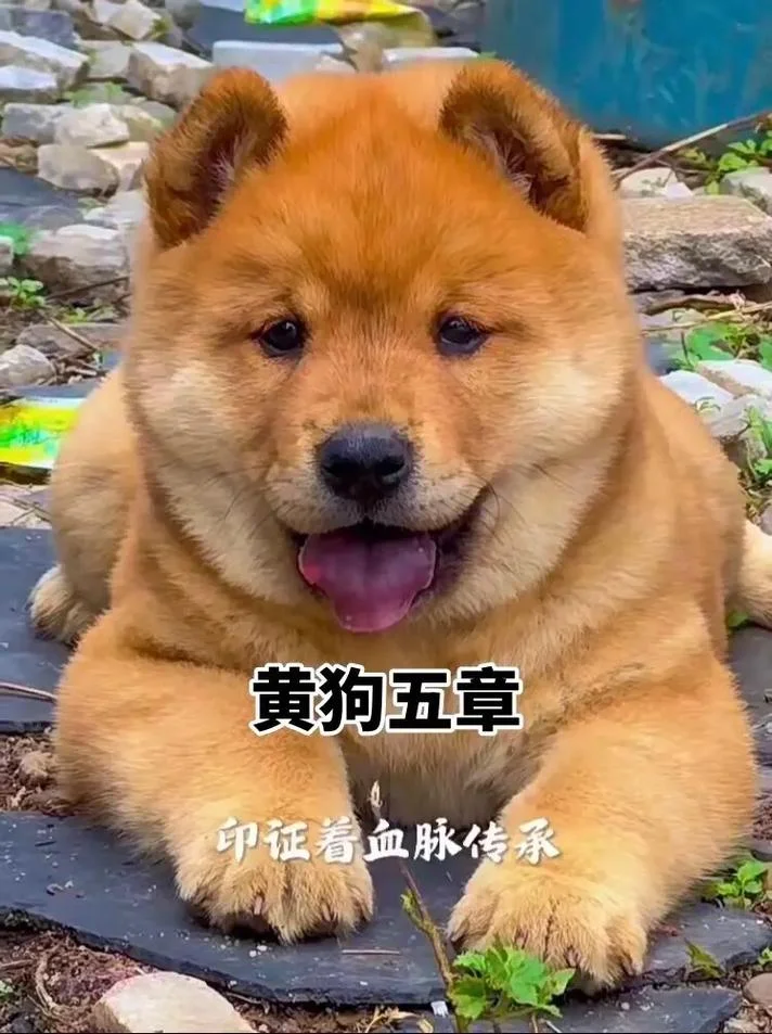 女人梦见黄狗是什么预兆_1