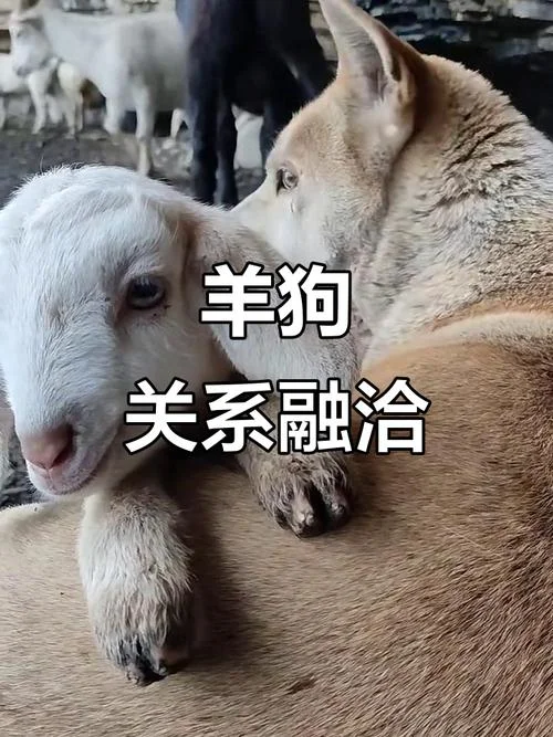 狗跟羊属相相冲吗-狗羊属相相冲否