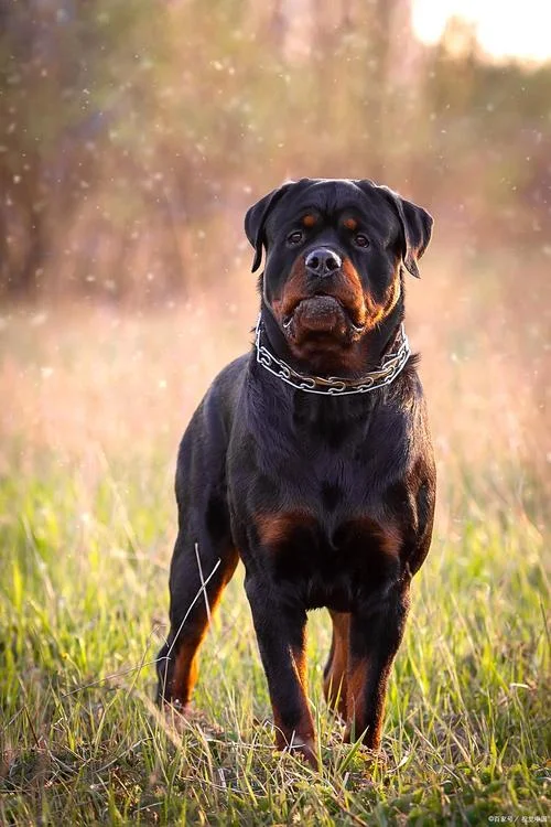 陕西罗威纳犬介绍-陕西罗威纳犬介绍