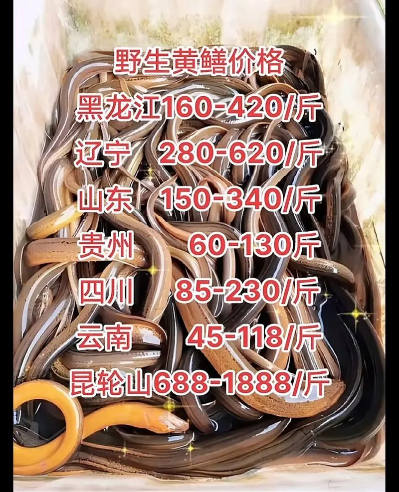 黄鳝几月份出来-黄鳝七月出