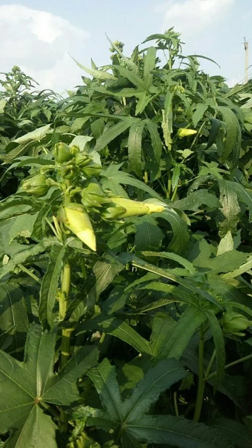 黄秋葵一亩收入多少钱_2