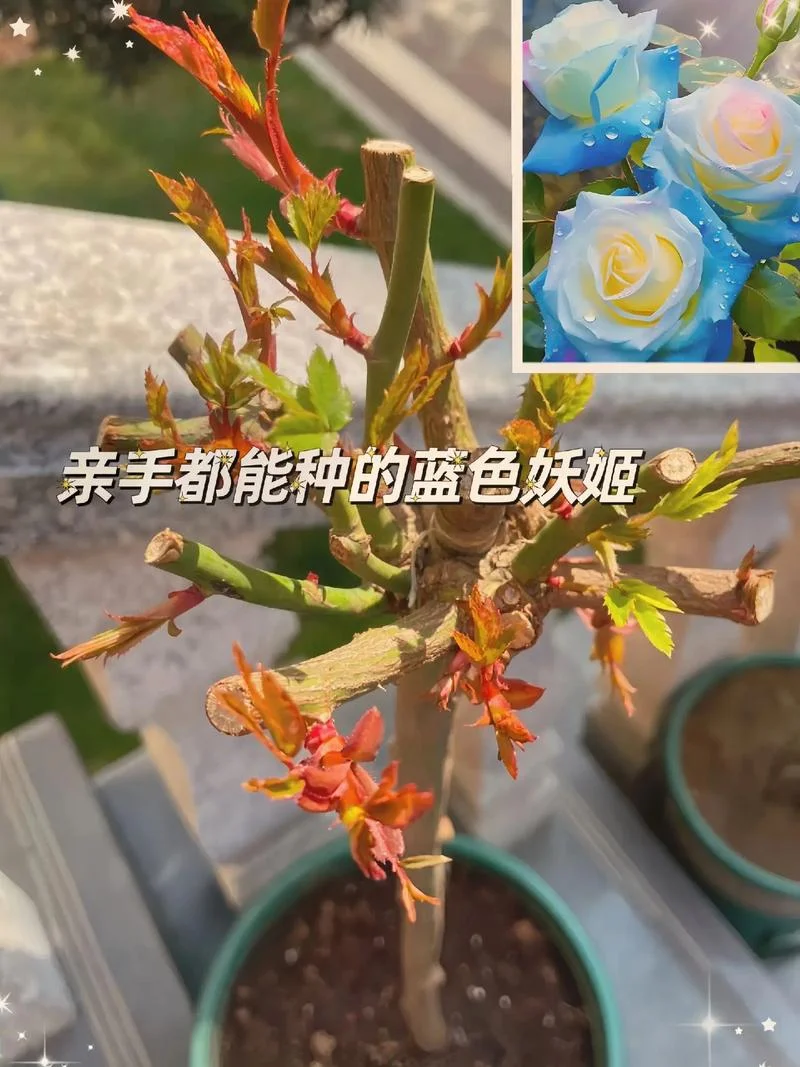 蓝玫瑰又叫什么_1