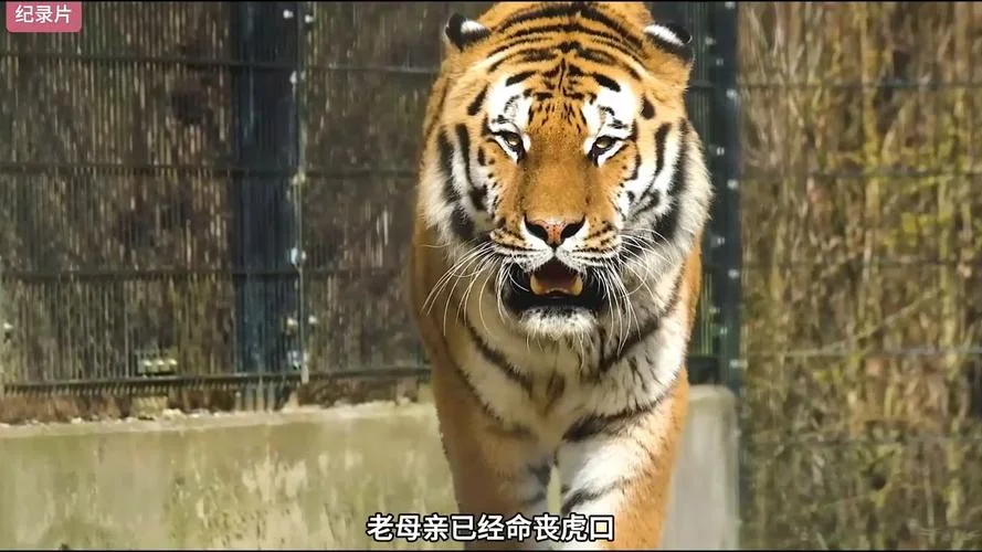梦见打死老虎后分食-梦杀虎后分食