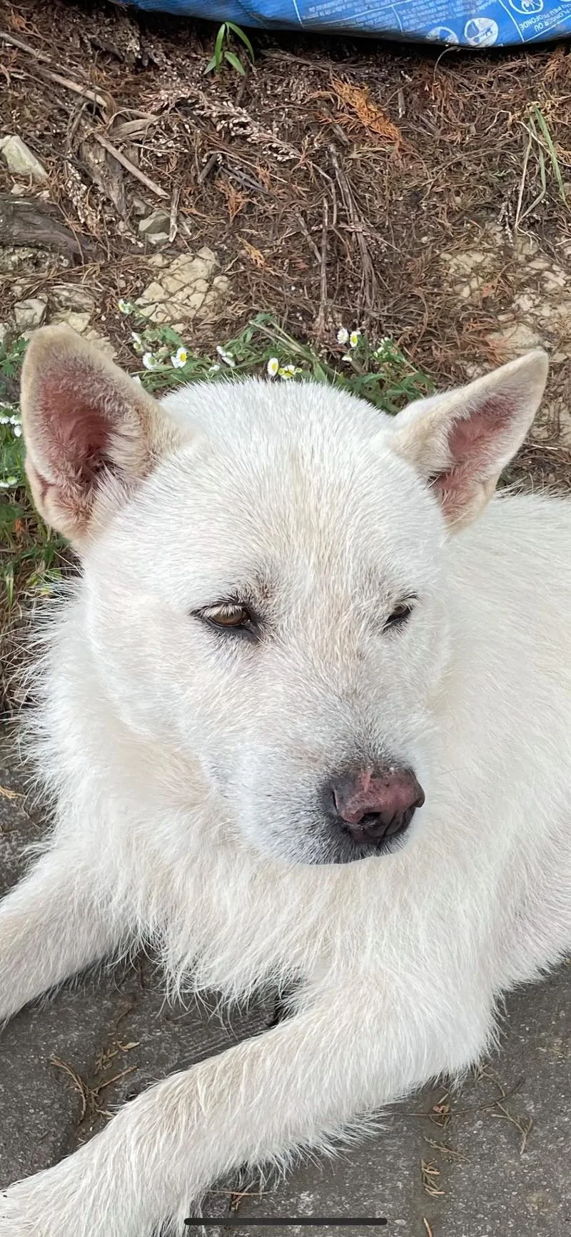 梦到自己变成狗-梦见自己化身犬