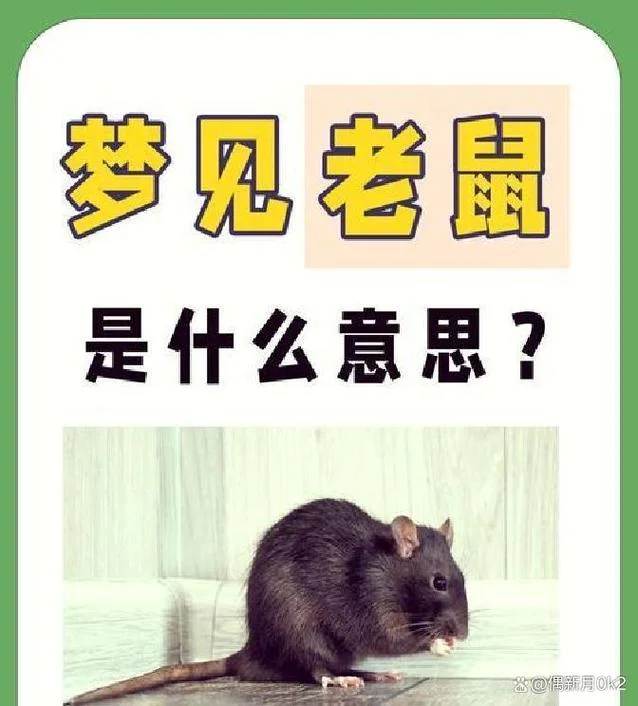 女人梦见老鼠是啥预兆_1