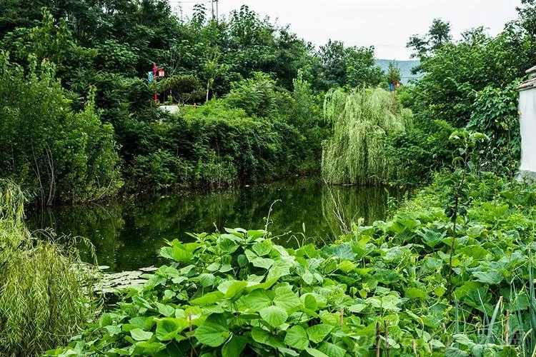 山东农村旅游景点_1