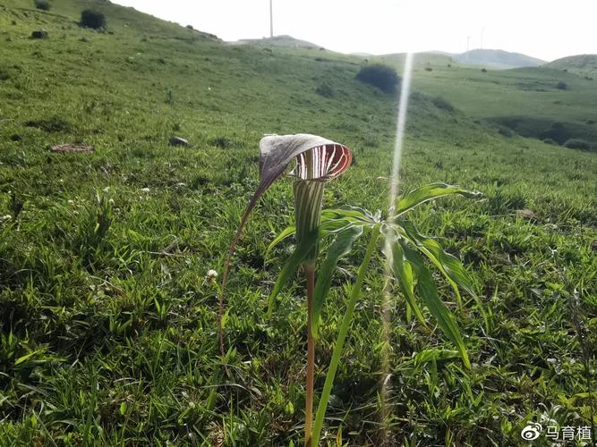 草地上的花伞说明一个什么道理_2