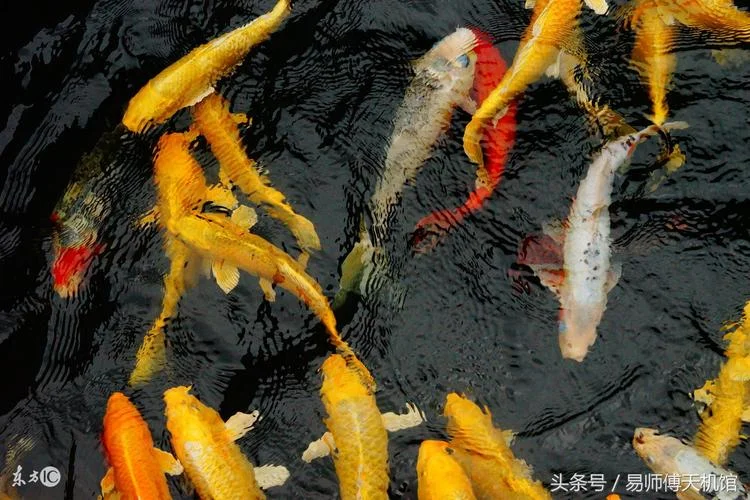 梦见抓好多鱼_2