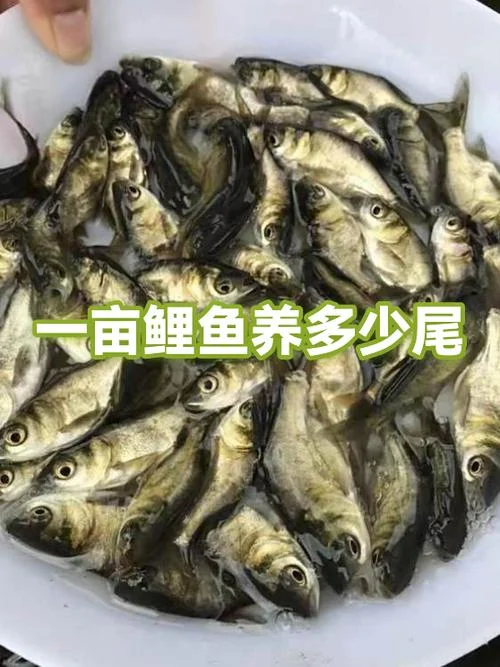 2亩鱼塘养多少鱼合适-2 亩鱼塘养鱼推荐