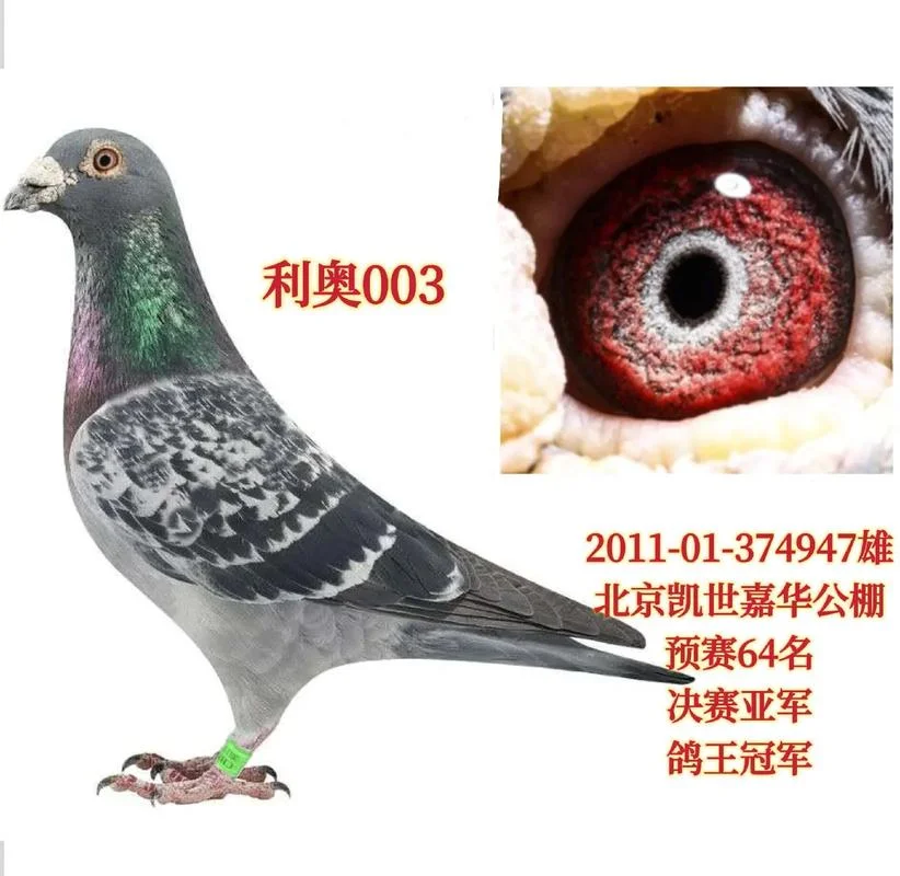 天胜公棚2016成绩_1