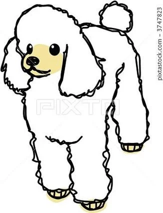 纯种泰迪犬图片简笔画_1