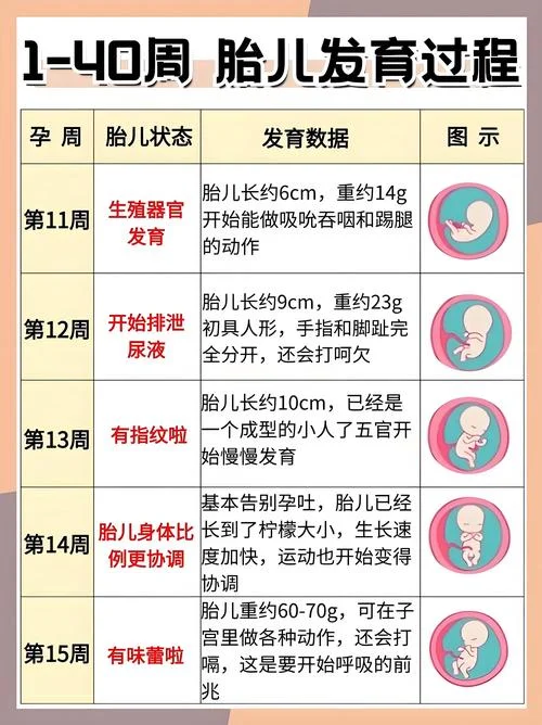 如何查孕周_2