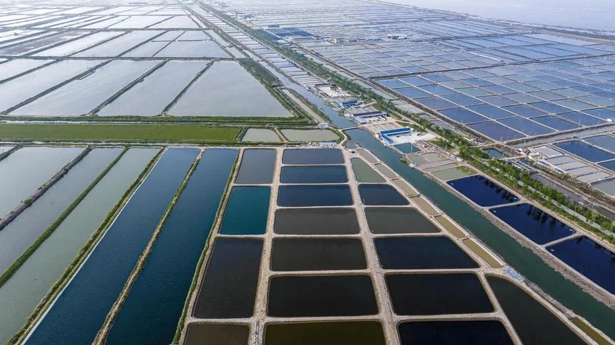 河蟹一亩地放多少蟹苗_2