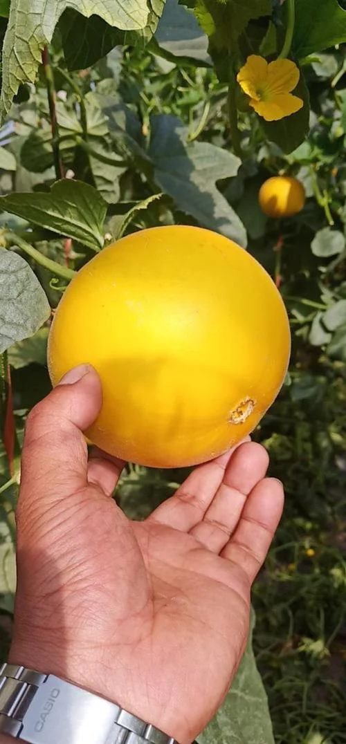 伊丽莎白瓜又叫什么瓜-伊丽莎白瓜别名