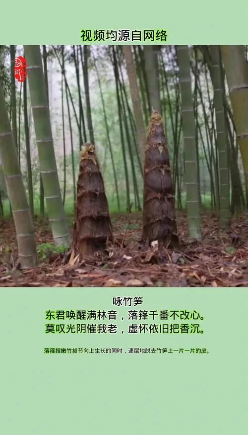夺笋 出处_1