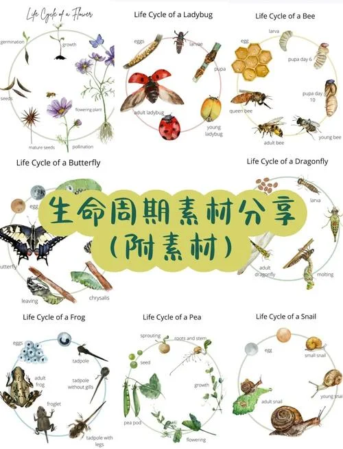 蜻蜓几月份出现-蜻蜓几月出现