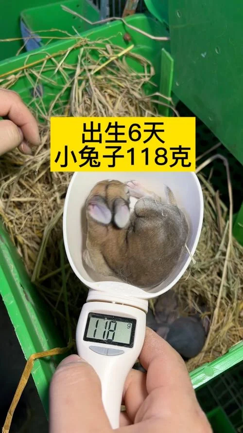 几月出生的兔宝宝好_2