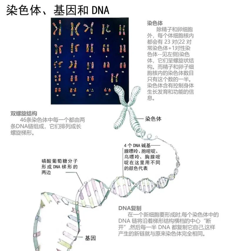 到底什么是转基因_1
