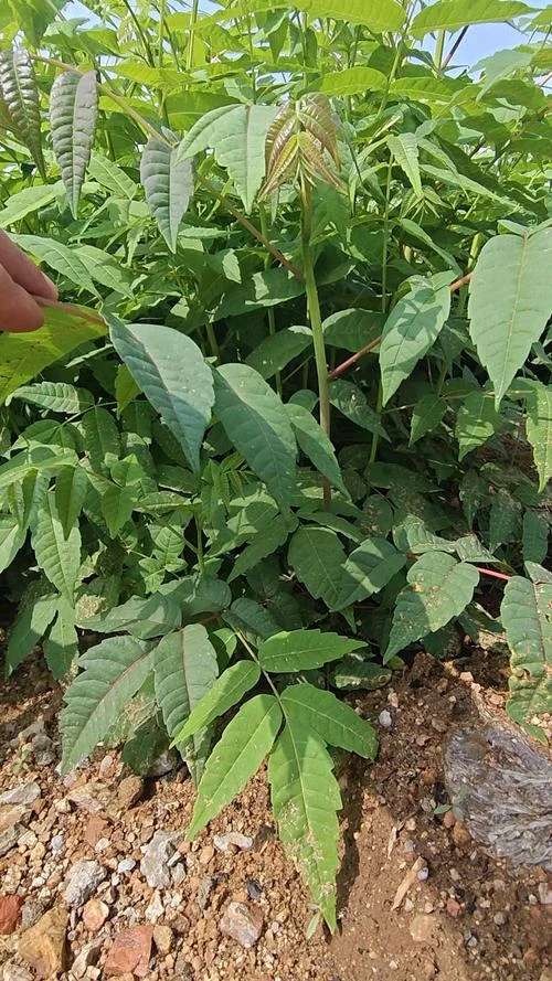 香椿种植一亩多少株_2