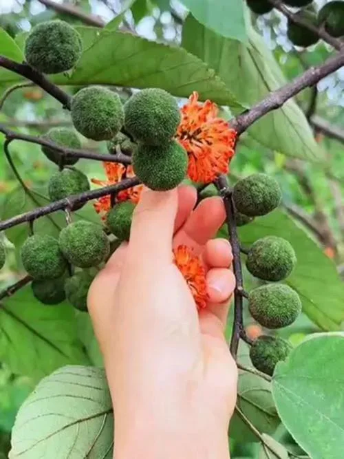 楮实子别名叫什么_1
