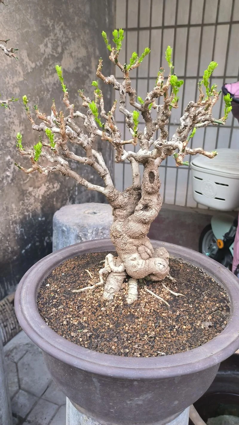 迎春花盆景怎么做-迎春花盆景制作