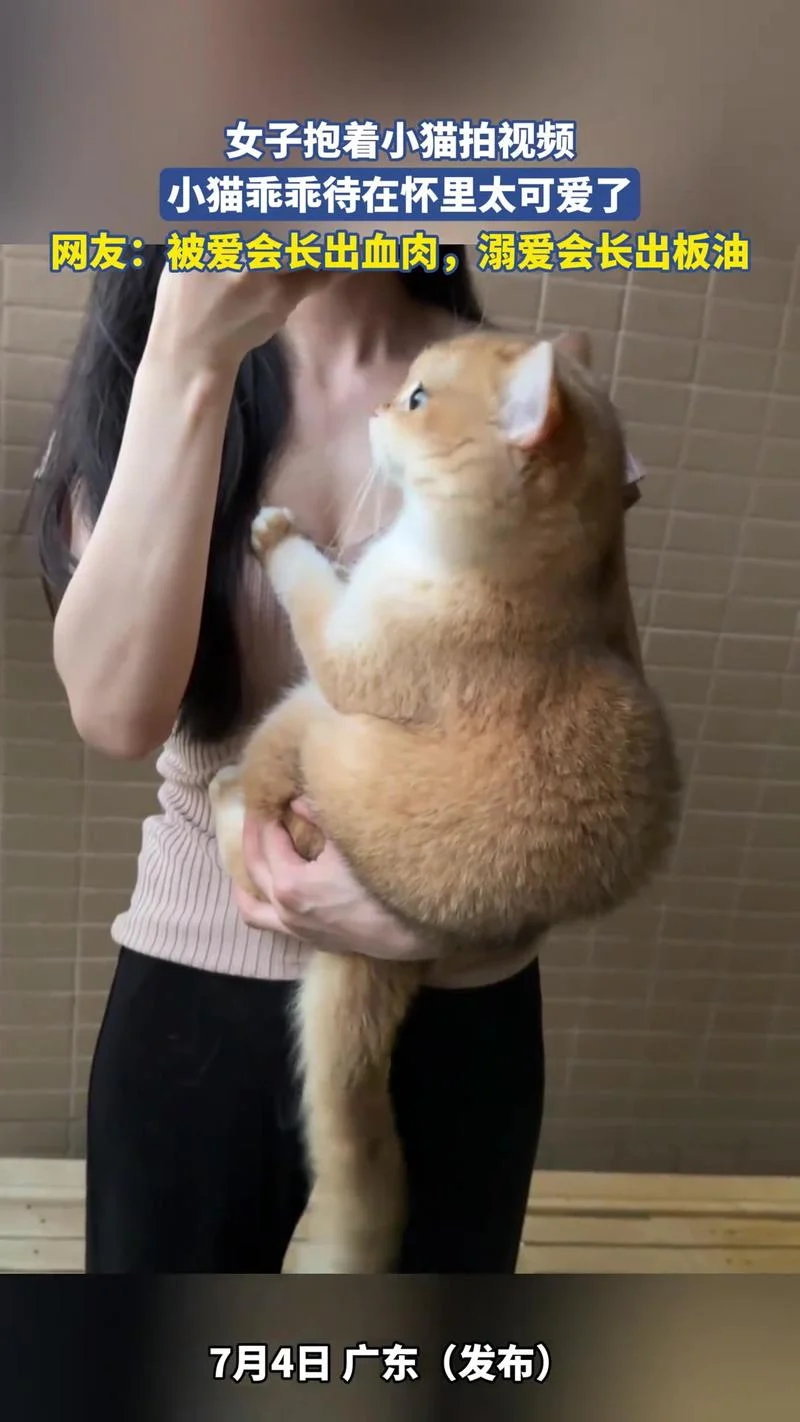 梦见抱着小猫咪很可爱-抱可爱小猫咪梦
