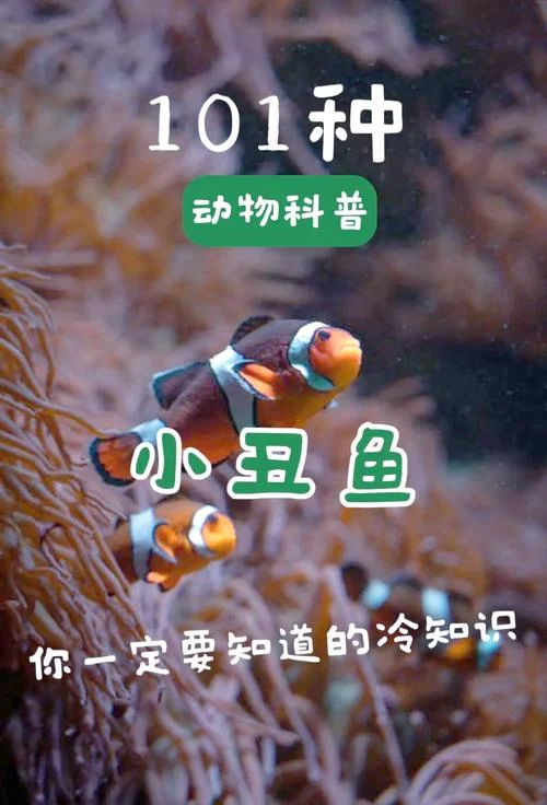 乐鱼出自哪里的故事_2