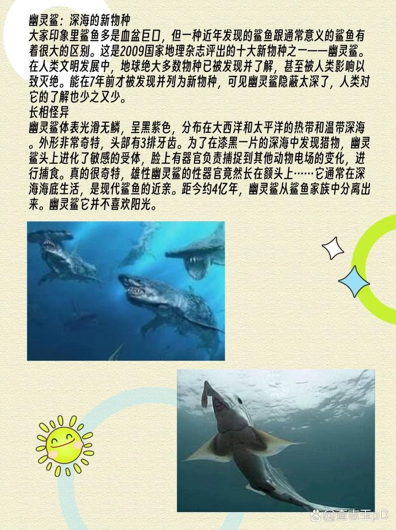 鲨鱼的说明文-鲨鱼说明文
