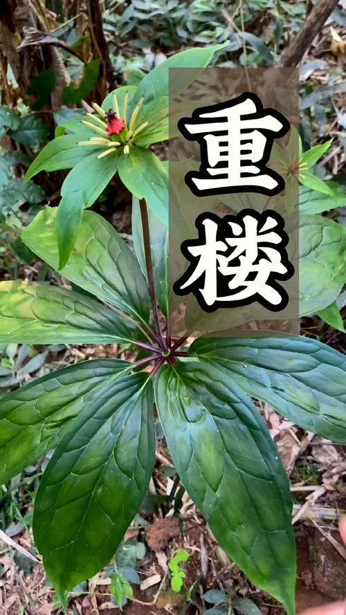 一亩重楼有多少株_1
