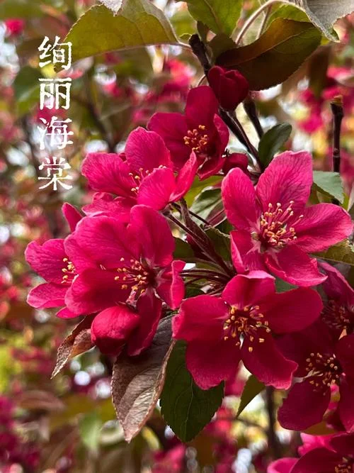 一城春色半城花下一句_2